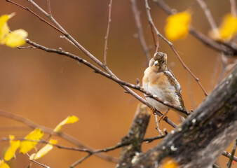 Brambling - Fringilla montifringilla