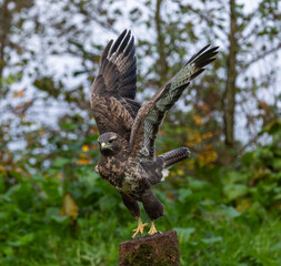 Common buzzard - Buteo buteo