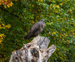 Common buzzard - Buteo buteo