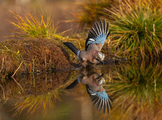 Eurasian Jay - Garrulus glandarius