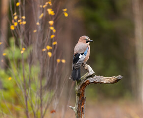 Eurasian Jay - Garrulus glandarius