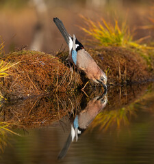 Eurasian Jay - Garrulus glandarius