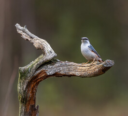Eurasian nuthatch - Sitta europaea