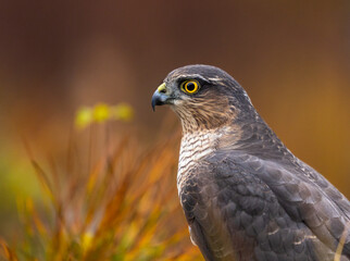 Eurasian sparrowhawk -  Accipiter nisus