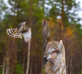 Eurasian sparrowhawk -  Accipiter nisus