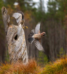 Eurasian sparrowhawk -  Accipiter nisus