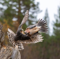 Eurasian sparrowhawk -  Accipiter nisus