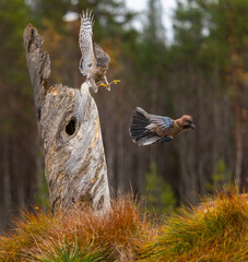 Eurasian sparrowhawk -  Accipiter nisus