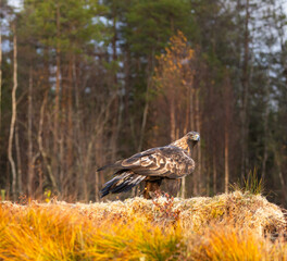 Golden eagle - Aquila chrysaetos