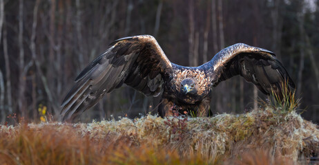 Golden eagle - Aquila chrysaetos