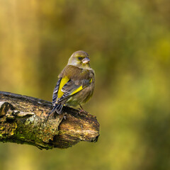 Greenfinch - Chloris chloris