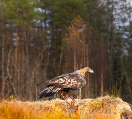 Golden eagle - Aquila chrysaetos