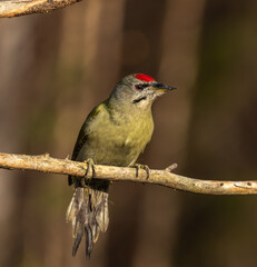 Grey headed woodpecker - Picus canus
