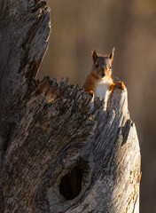 Red squirrel - Sciurus vulgaris