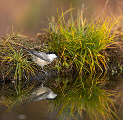 Willow tit - Poecile montanus