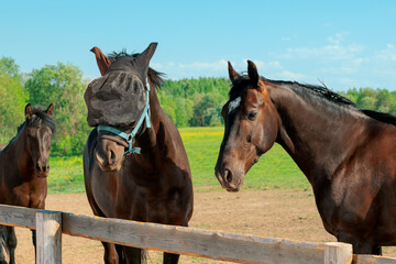 Three horses are standing in a pasture near a wooden fence on a summer day, close-up