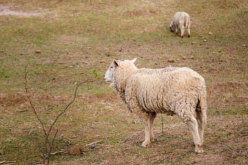 Obraz premium sheep and lambs