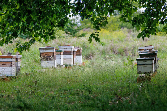 bees in a beehive - Powered by Adobe