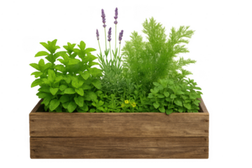 Fresh herbs growing in wooden planter box with transparent background