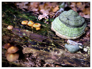 Fungus, Nature reserve "De Zwarte Duinen", Staphorst, Overijssel province, The Netherlands