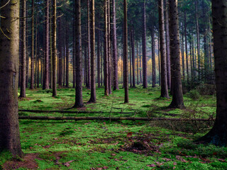 Nature reserve "De Zwarte Duinen", Staphorst, Overijssel province, The Netherlands