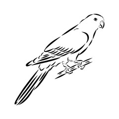 Fototapeta premium King parrot, vector sketch