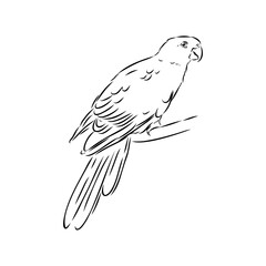 King parrot, vector sketch