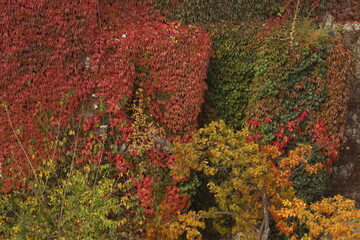 Red and green leaves