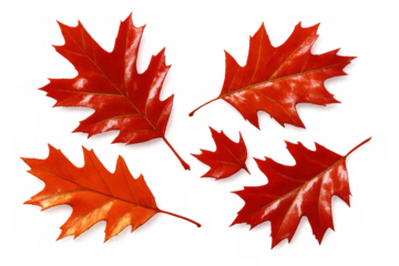 Vibrant red and orange autumn oak leaves displayed against a clear background, perfect for effortless editing