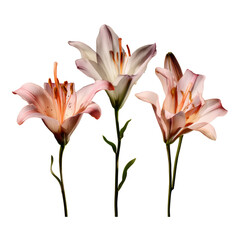 Obraz premium Three pink lily flowers blooming on transparent background