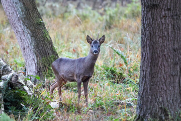 Curious Deer in the Forest