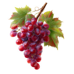 Fototapeta premium Red grapes bunch painting with green leaves and transparent background