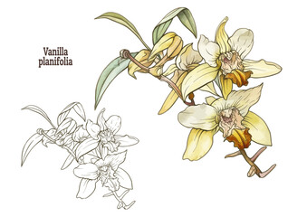 Botanical illustration of Vanilla planifolia orchid, tropical flowers in color and outline engraving. Ideal for decor, botanical art, templates, gardening, vintage spice labels
