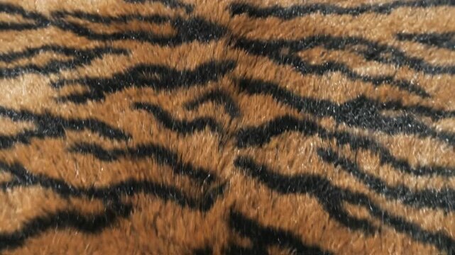 Closeup movement of vibrant tiger stripes in gentle breeze