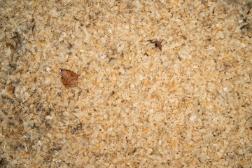 Pine sawdust shavings with dry fallen leaves, top view