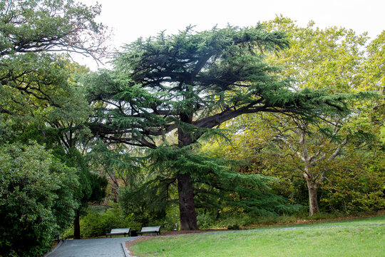 Cedar of Lebanon (lat. Cedrus libani) against the blue sky on a clear sunny day. Flora is the nature of a plant.