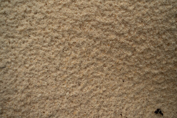 pine sawdust shavings