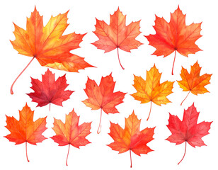 Obraz premium Colorful watercolor maple leaves in various shades of red, orange, and yellow