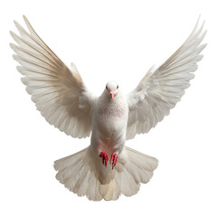 Obraz premium White dove with spread wings. Isolated white background. Png format