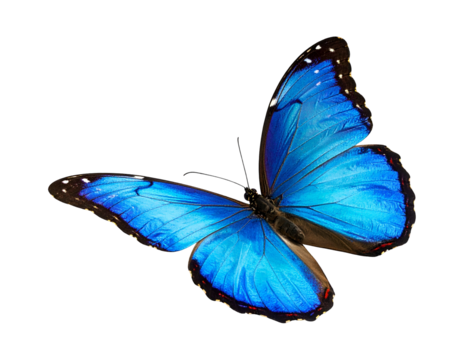 Iridescent blue butterfly with black-rimmed wings on black