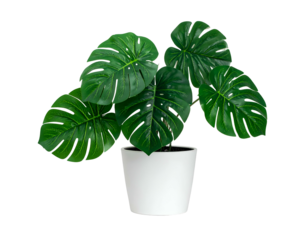 Lush, green plant with large, split leaves in a white, minimalist pot