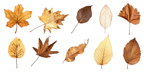 A collection of various autumn leaves different shapes. sizes. and colors. arranged aesthetically on a white background. ideal for nature-themed projects or seasonal decor