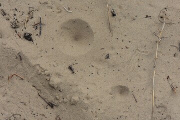 An antlion hunter made a crater-shaped trap in the sand
