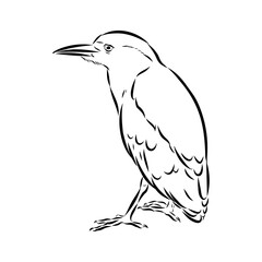croaker bird, vector sketch