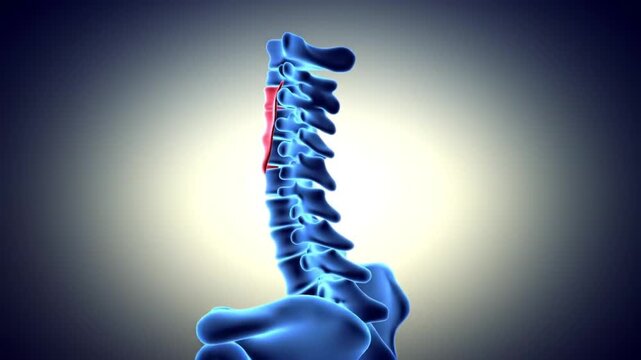 Animated Spinal Column with Highlighted Vertebra for Medical Visualization