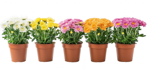 A display of potted chrysanthemums in various colors. arranged in a straight line against a plain background. their beauty for potential gardening or home decor use