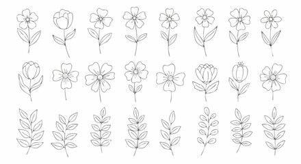 Botanical line art illustration with flower and leaf elements on a white background