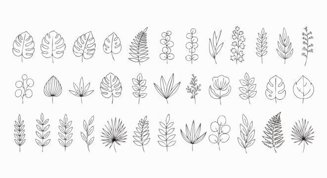 Botanical line art of tropical leaves, branches, and flowers on a white background
