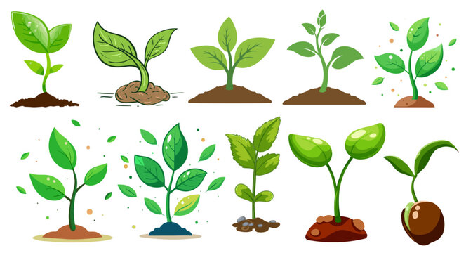 Green plant growth stages vector set. Young sprout, seedling, and sapling illustration for ecology, farming, gardening, sustainability, and nature design concepts.