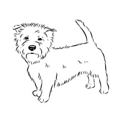 Glenn Imaal terrier, vector sketch
